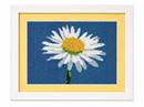 Lonely Daisy